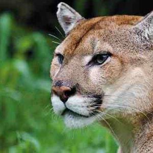 Meet your Posher, Phillip